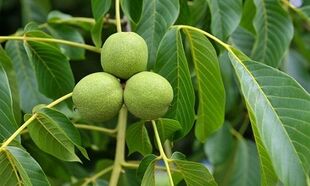veenilaiendite ravi roheliste kreeka pähklitega